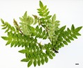 SpeciesSub: f. brevispinosum